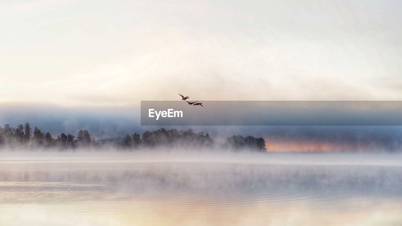 FLOCK OF BIRDS FLYING OVER TREES