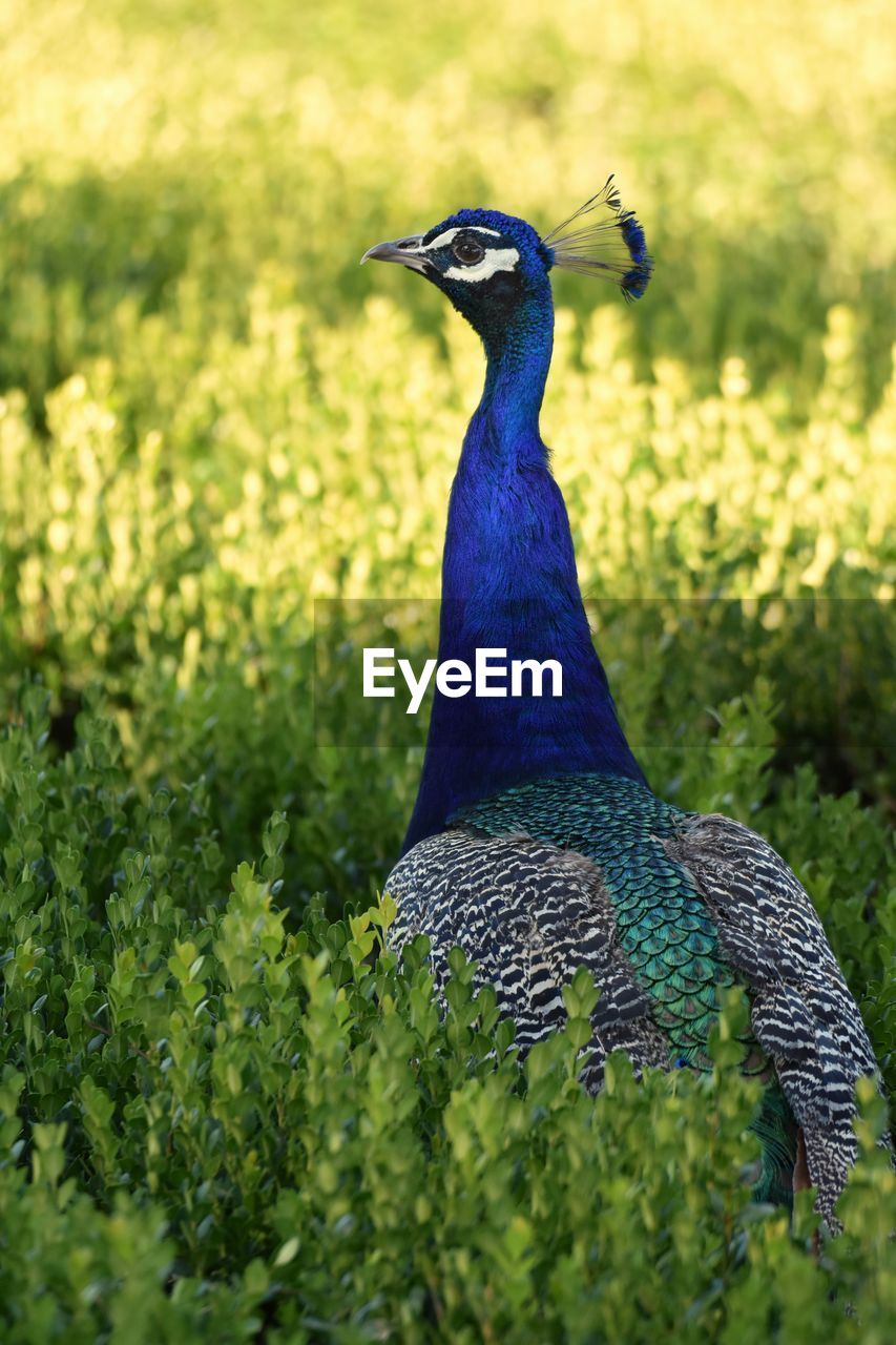 View of peacock on field