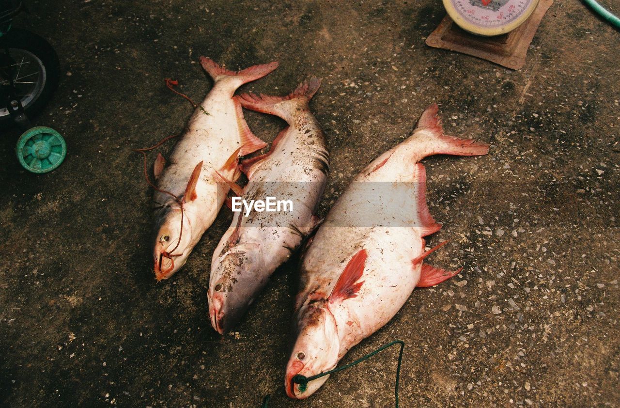 HIGH ANGLE VIEW OF FISHES