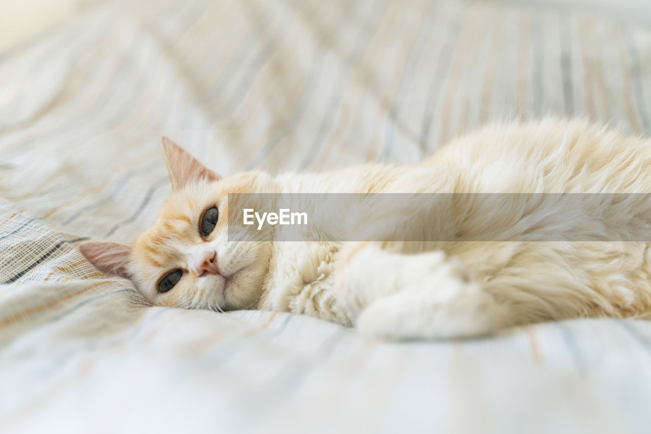 Creamy and white cat on a light colored bed sheet