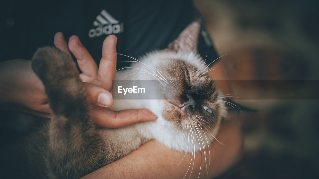 CLOSE-UP OF HAND ON KITTEN