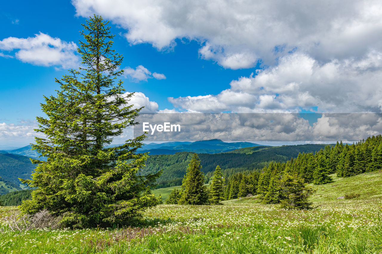 SCENIC VIEW OF PINE TREES ON LANDSCAPE AGAINST SKY