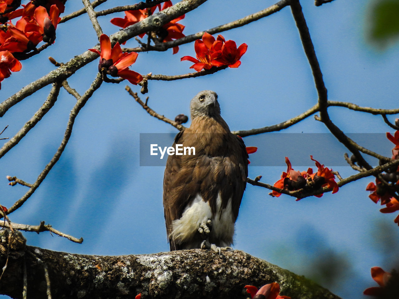 LOW ANGLE VIEW OF BIRD PERCHING ON TREE