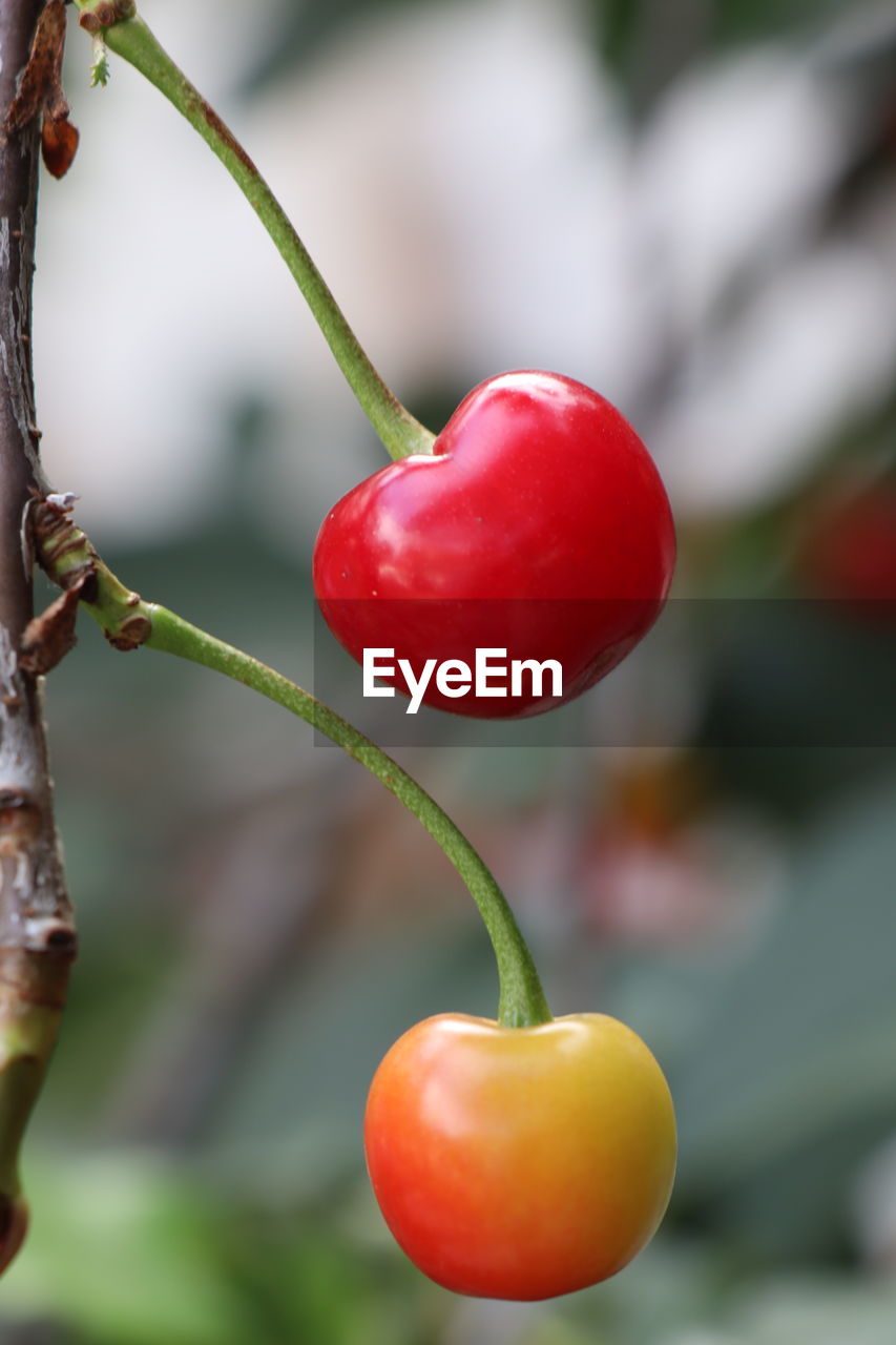 Close-up of tomatoes on tree