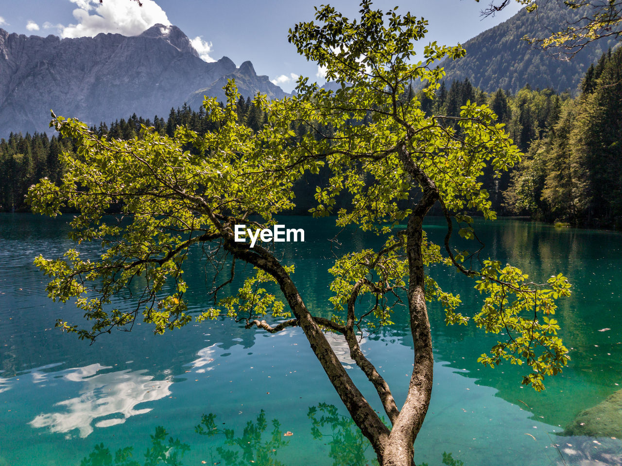 Scenic view of tree by fusine lake against mountains