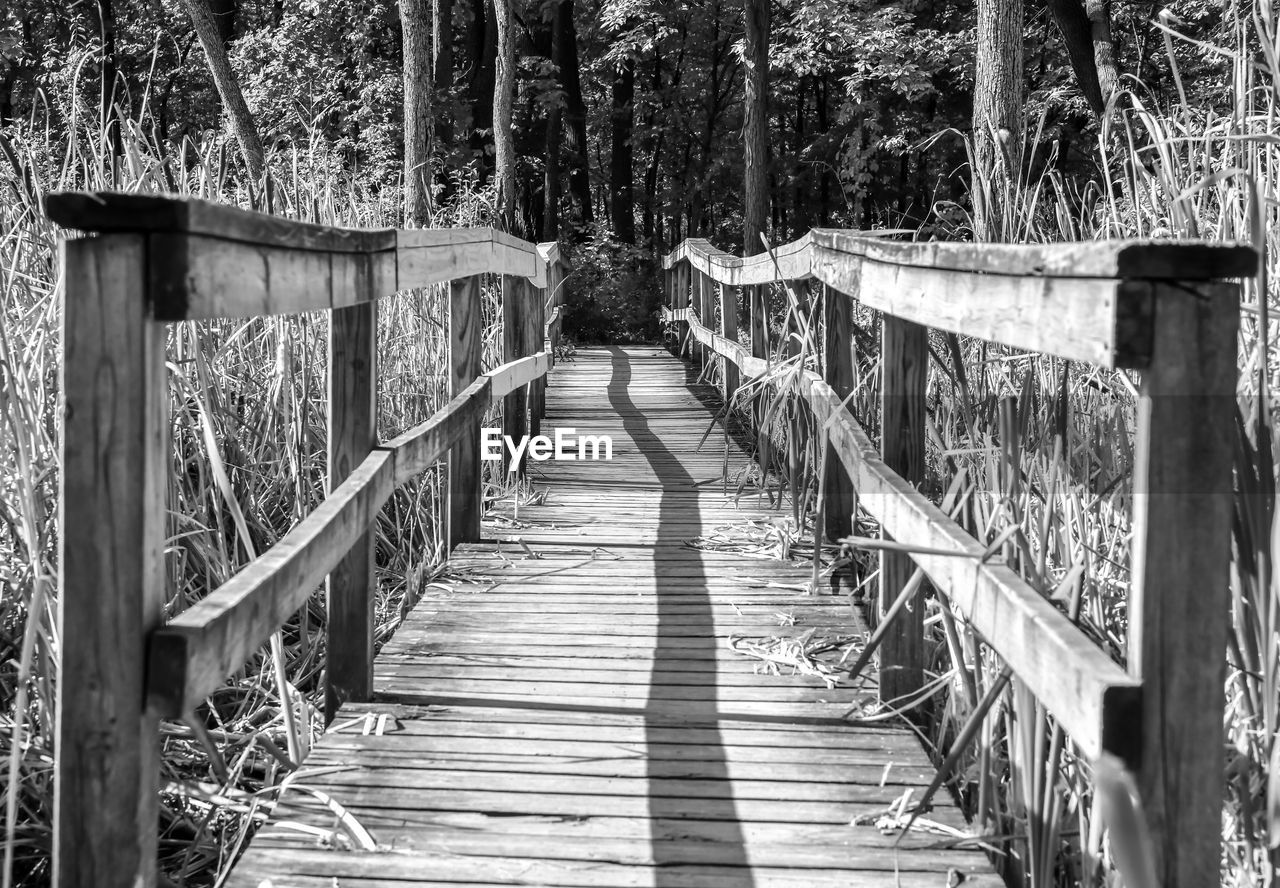 Footbridge amidst trees in forest