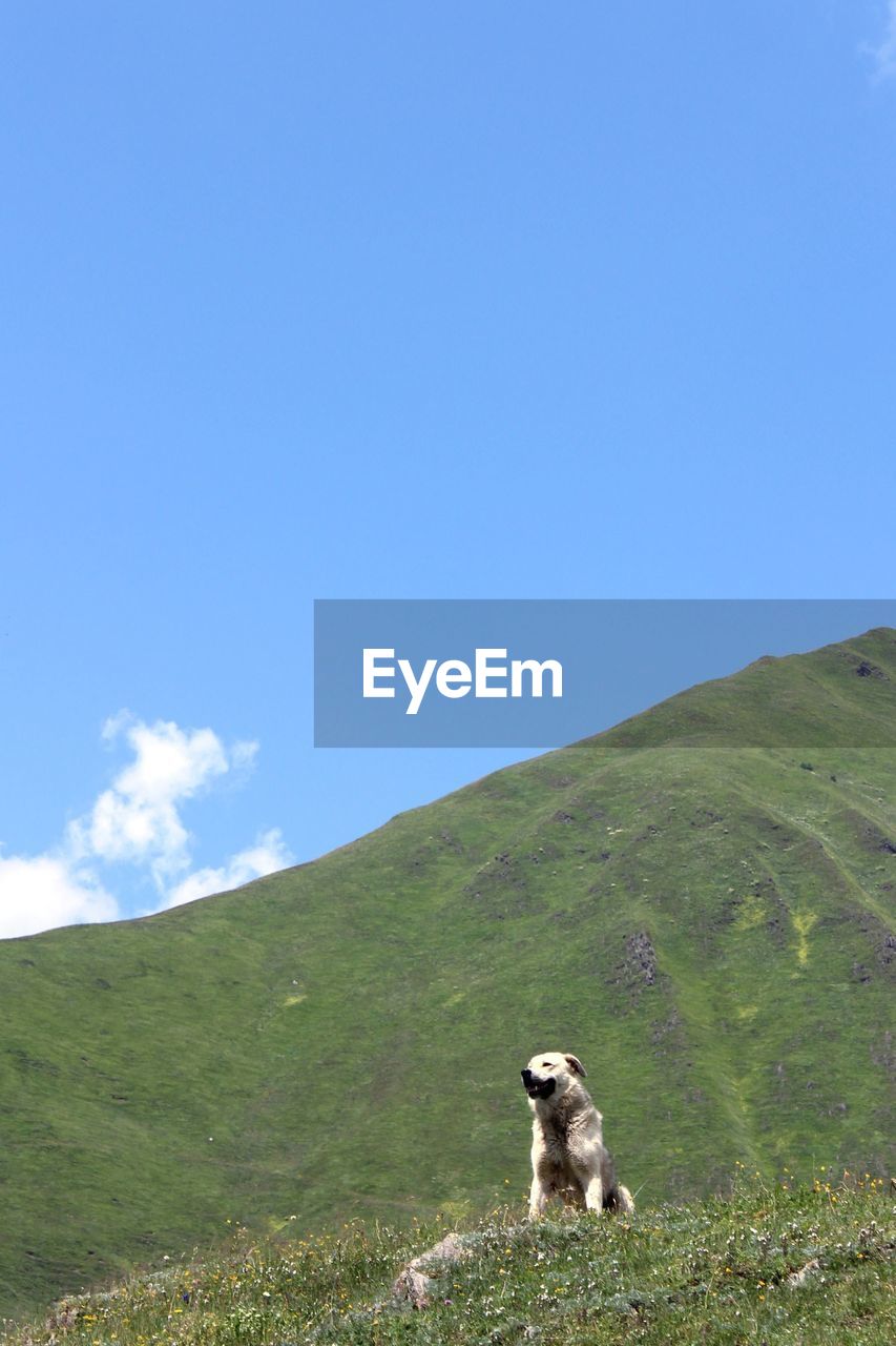 Dog on mountain against clear blue sky