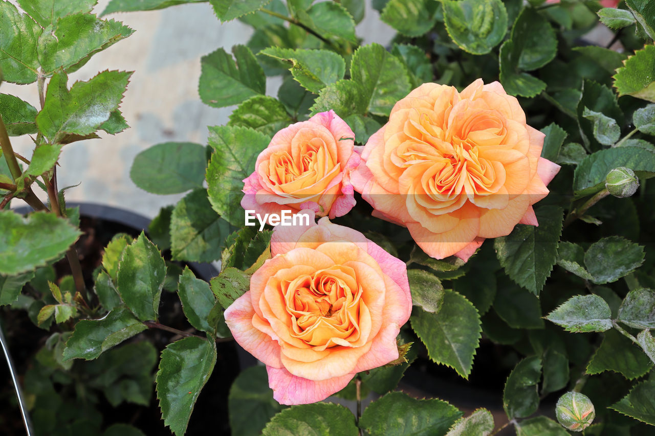 Closeup of peach colored rose flowers on a plant