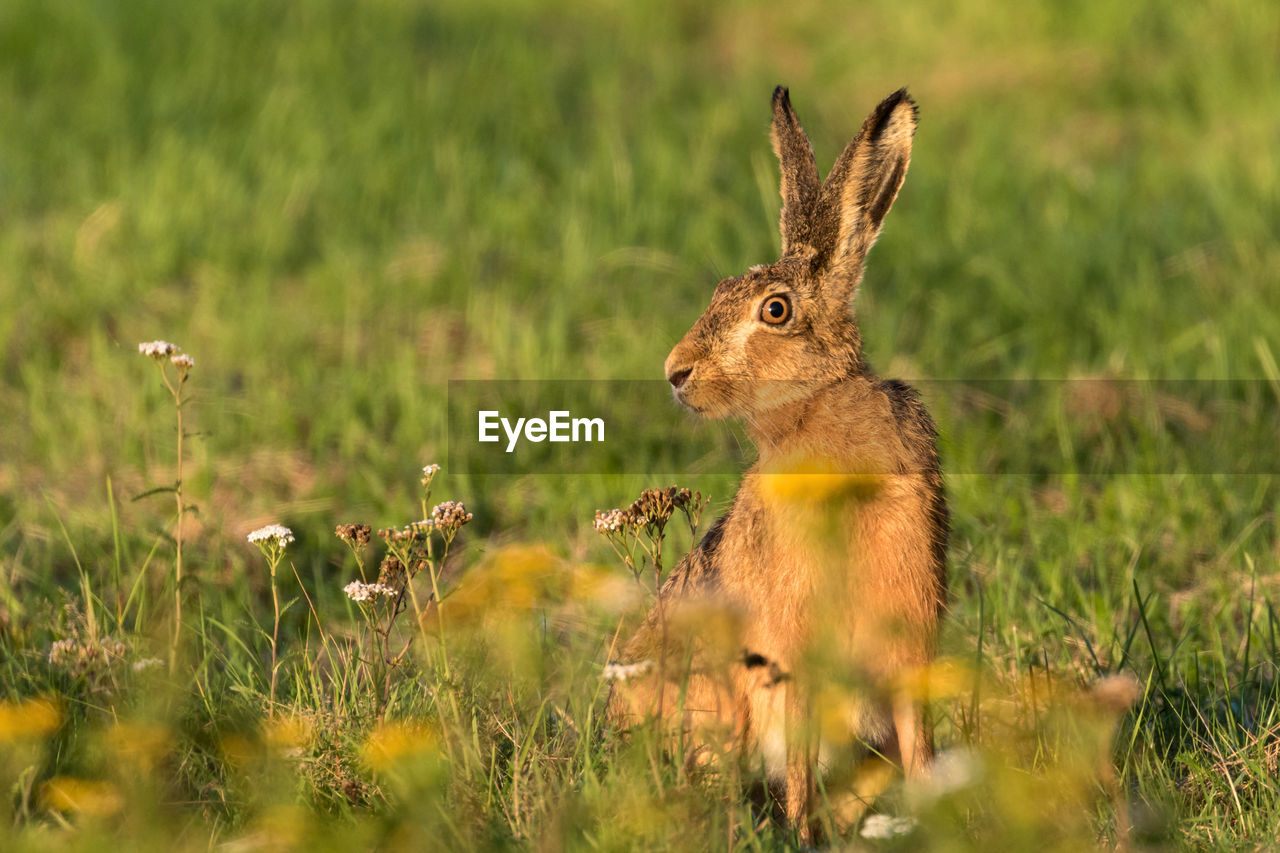 Hare sitting on a meadow in the evening light