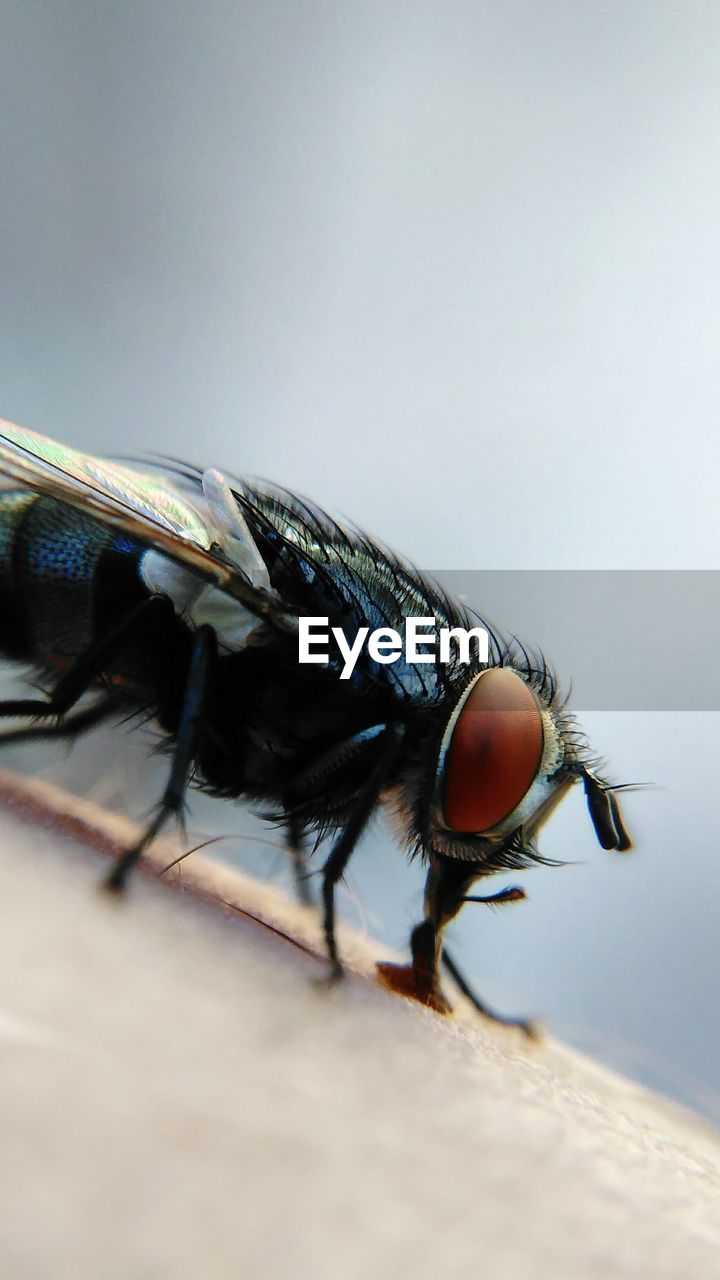 Close-up of fly