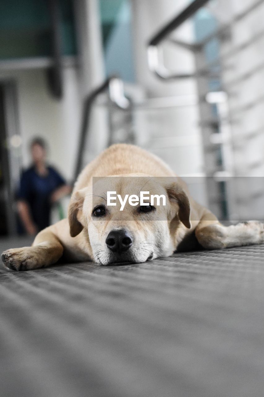 PORTRAIT OF DOG LYING DOWN ON TABLE