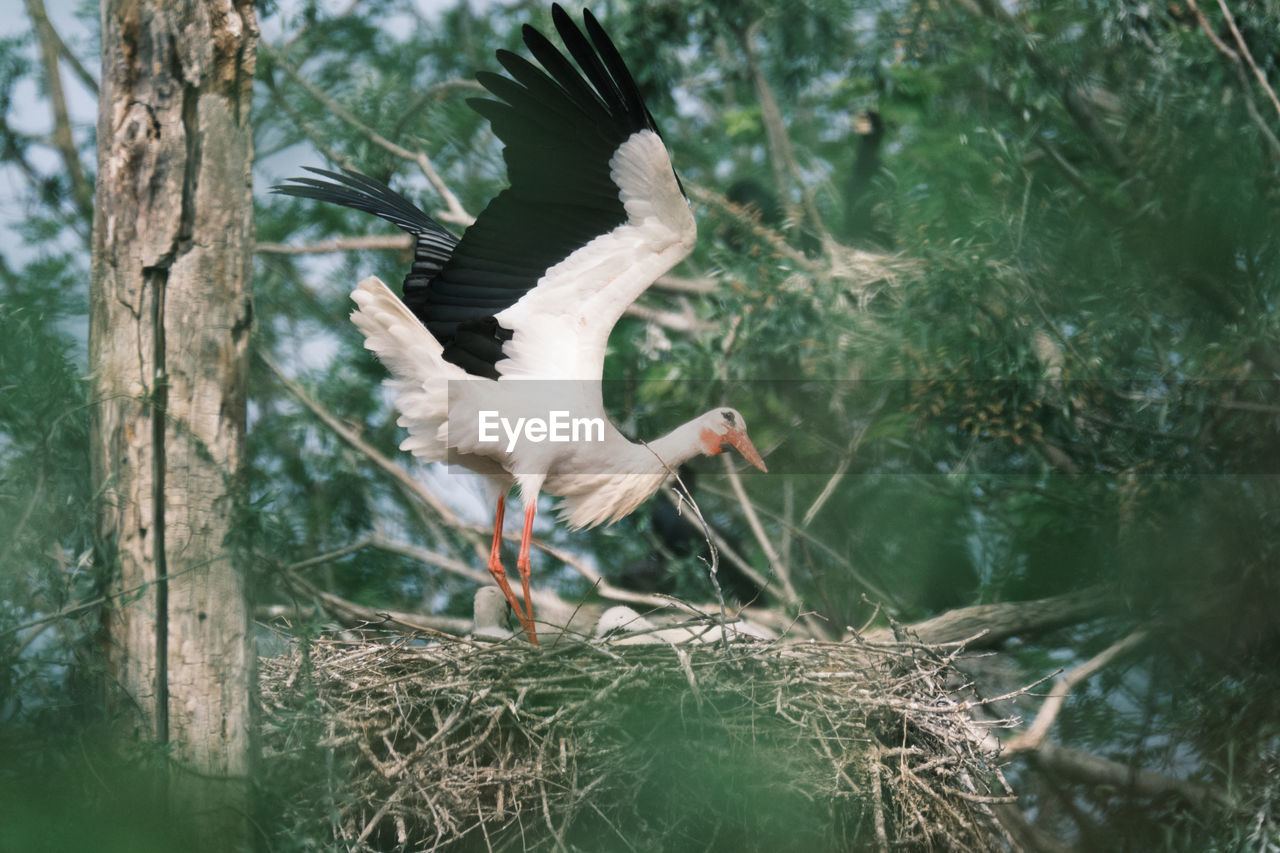 View of white stork in nest