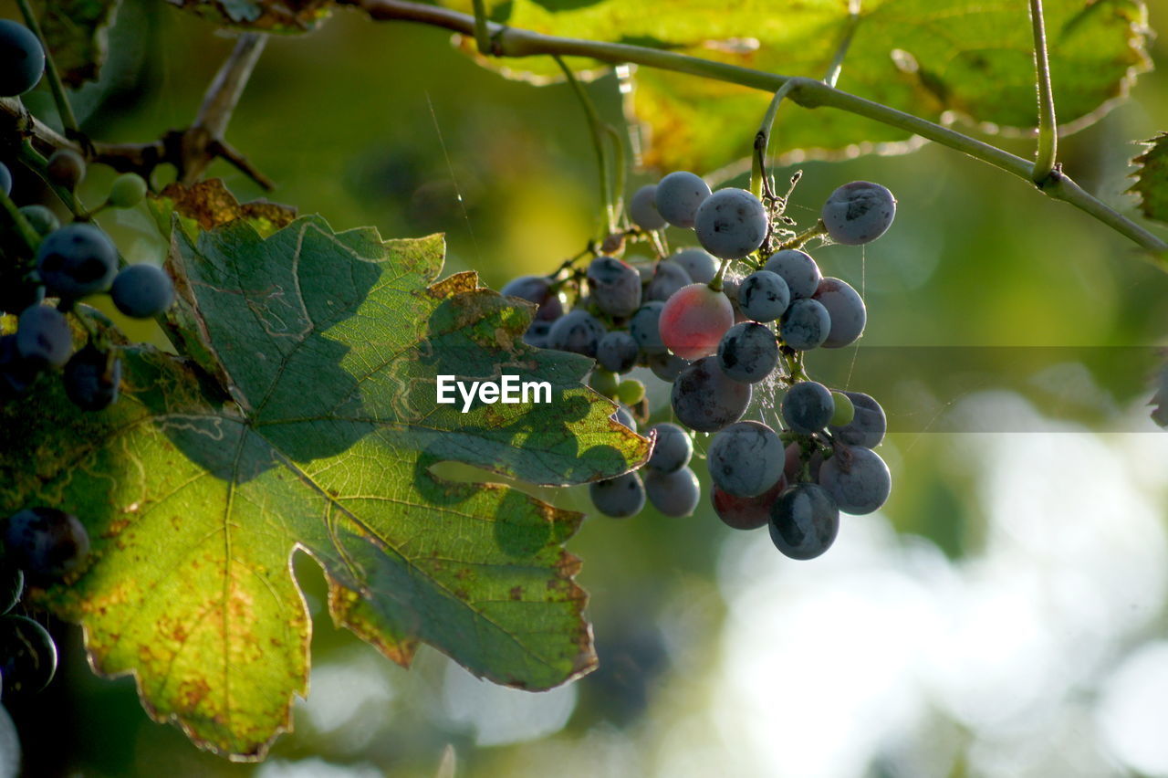 Close-up of grapes growing in vineyard