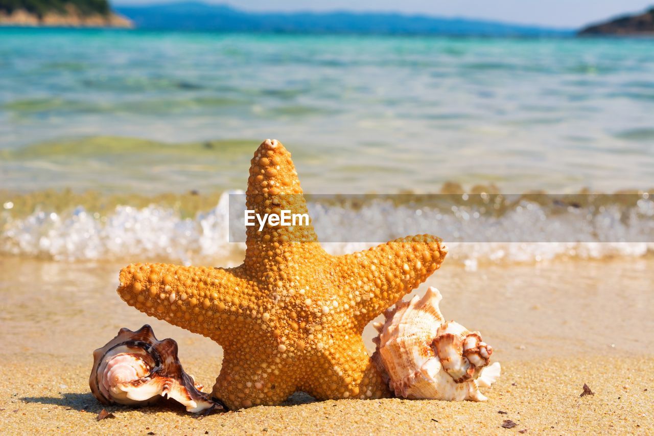 sea, beach, land, water, starfish, sand, animal, nature, animal themes, animal wildlife, wildlife, sea life, echinoderm, no people, beauty in nature, holiday, travel destinations, shell, trip, marine, sunlight, vacation, wave, one animal, sky, outdoors, day, focus on foreground, marine invertebrates, water sports, travel, motion, tranquility, summer, tropical climate, scenics - nature, sports