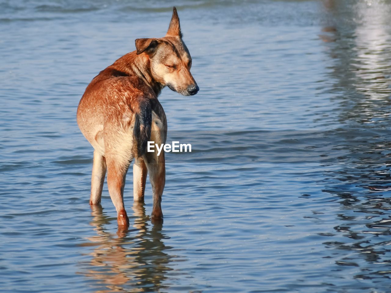 DOG STANDING IN WATER