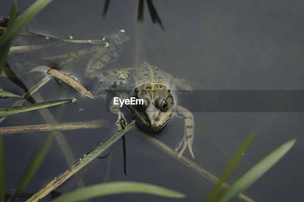 High angle view of frog in pond