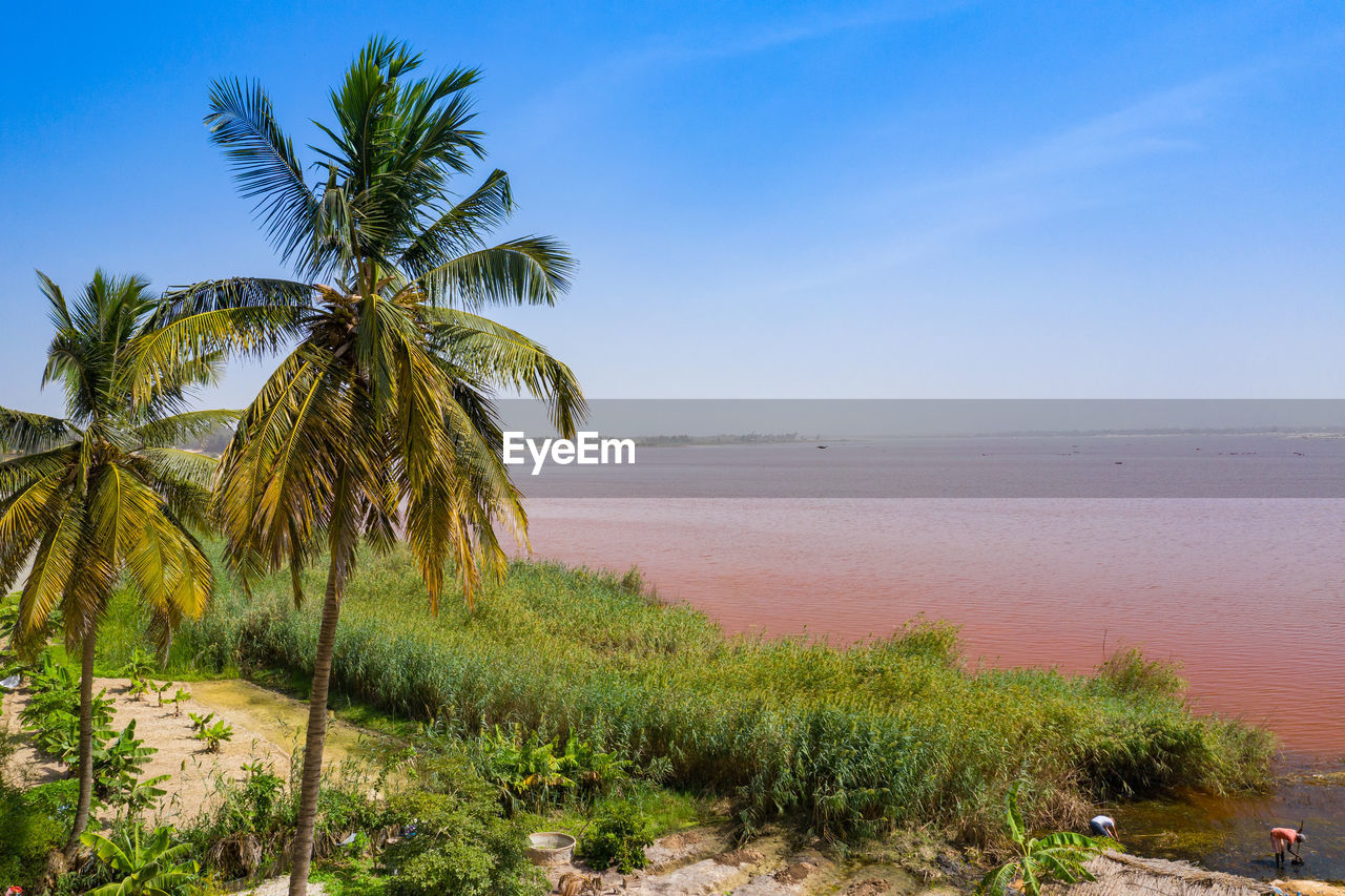 SCENIC VIEW OF PALM TREES ON BEACH AGAINST SKY