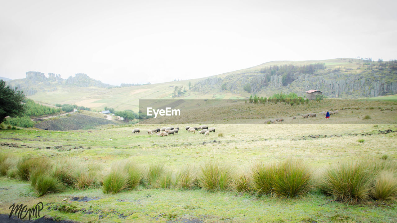 SHEEP ON FIELD AGAINST SKY