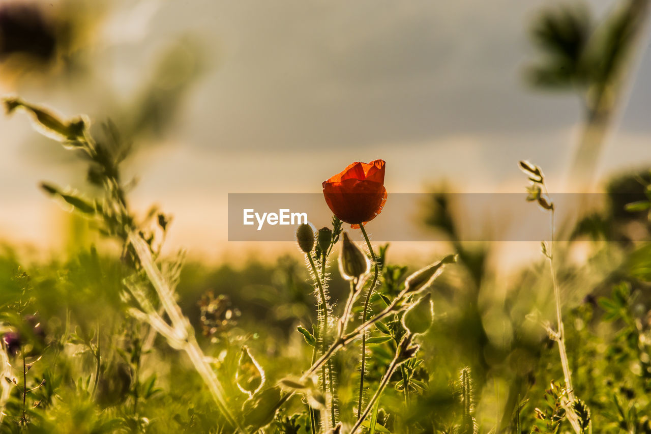 Close-up of red poppy flowers on field