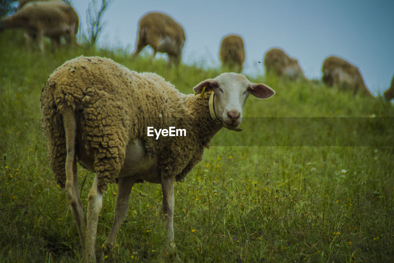 Sheep on grassy field