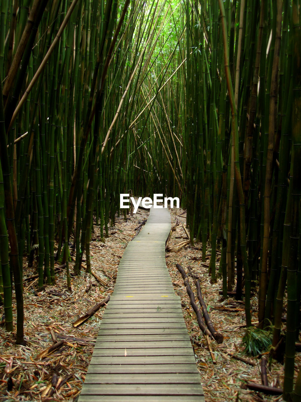 Boardwalk amidst bamboo trees in forest