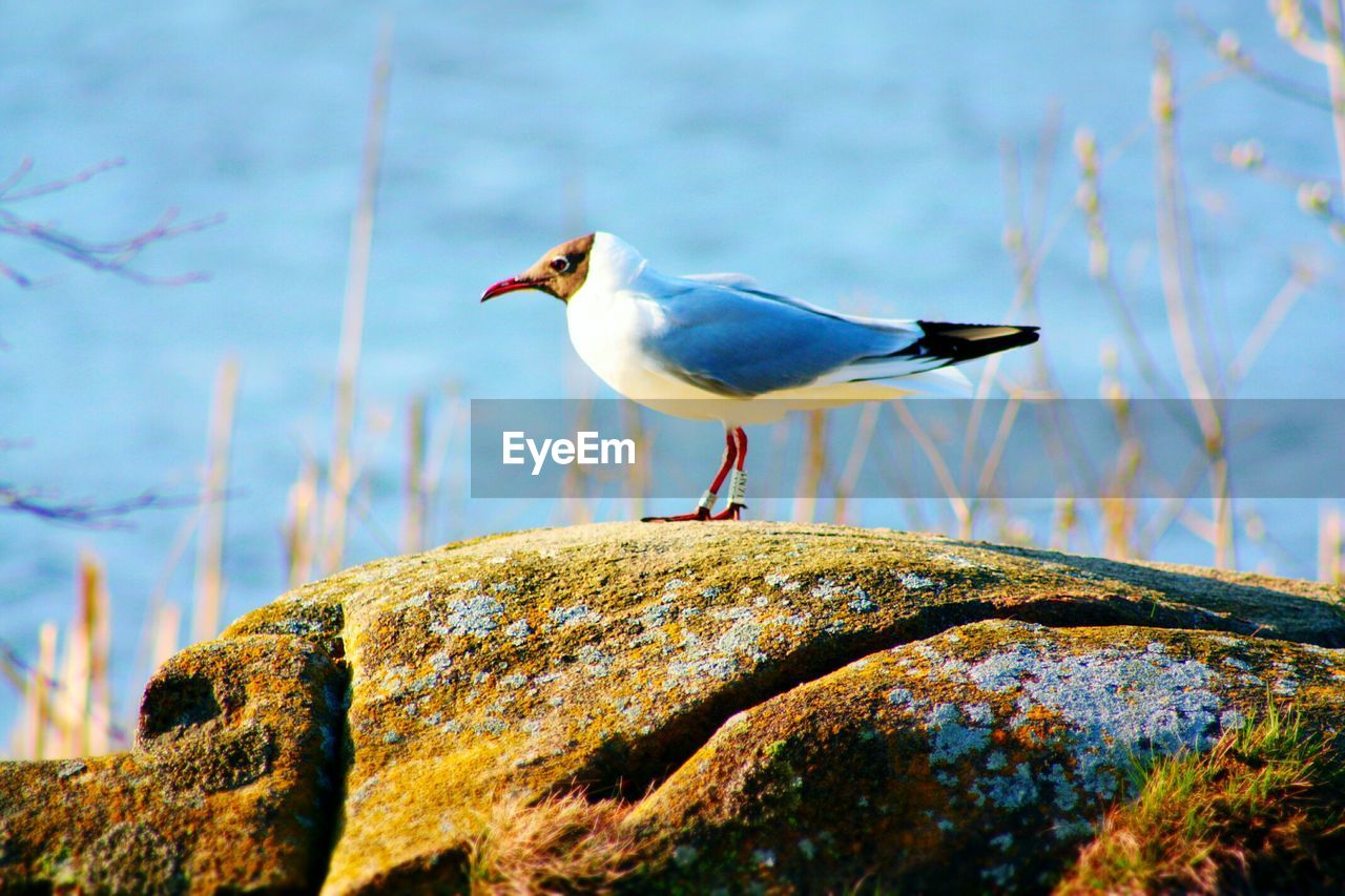 Bird perching on rock at lakeshore