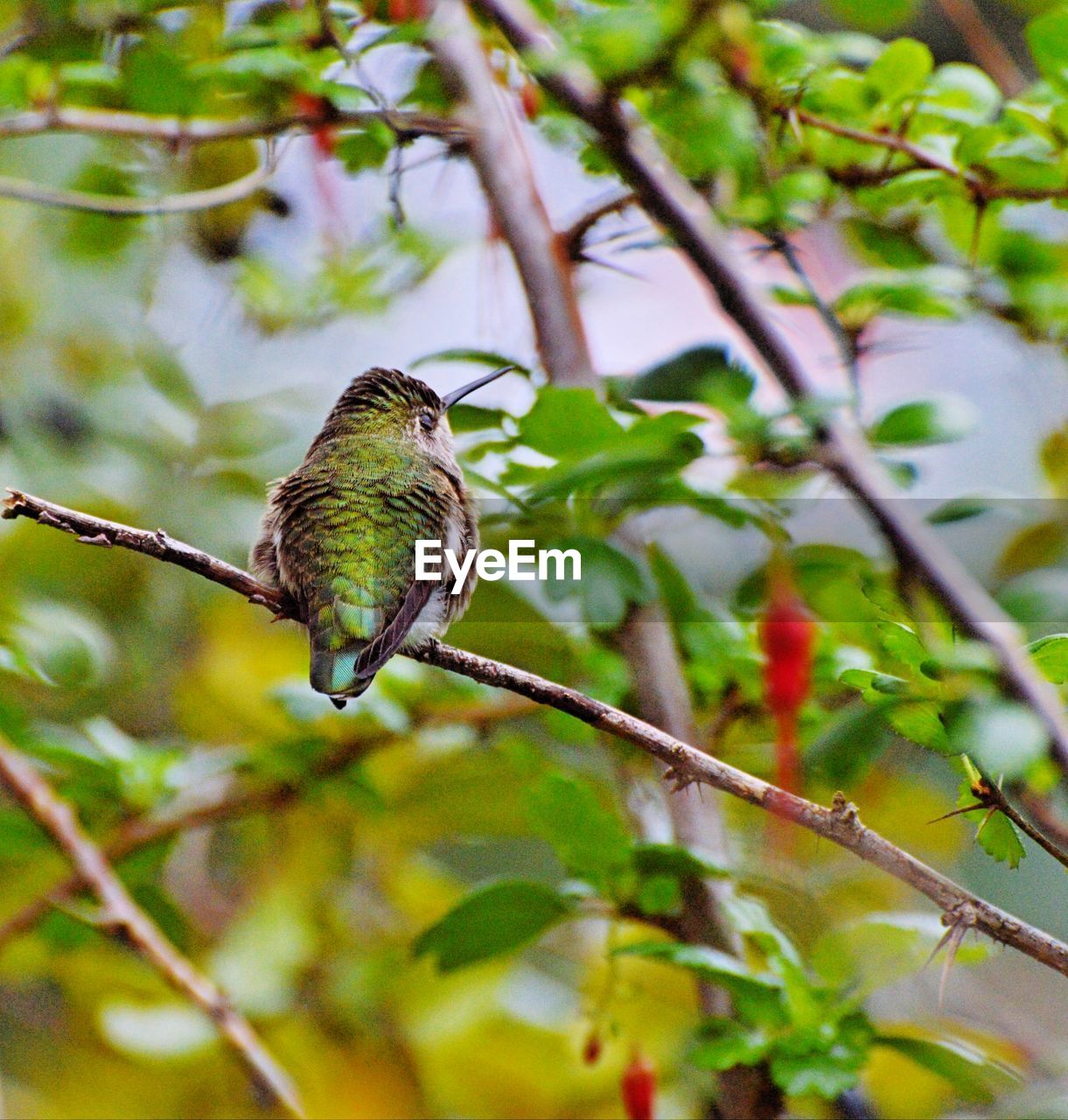 animal themes, animal, animal wildlife, wildlife, bird, tree, plant, one animal, branch, nature, perching, leaf, plant part, no people, green, flower, beauty in nature, outdoors, hummingbird, selective focus, day, environment