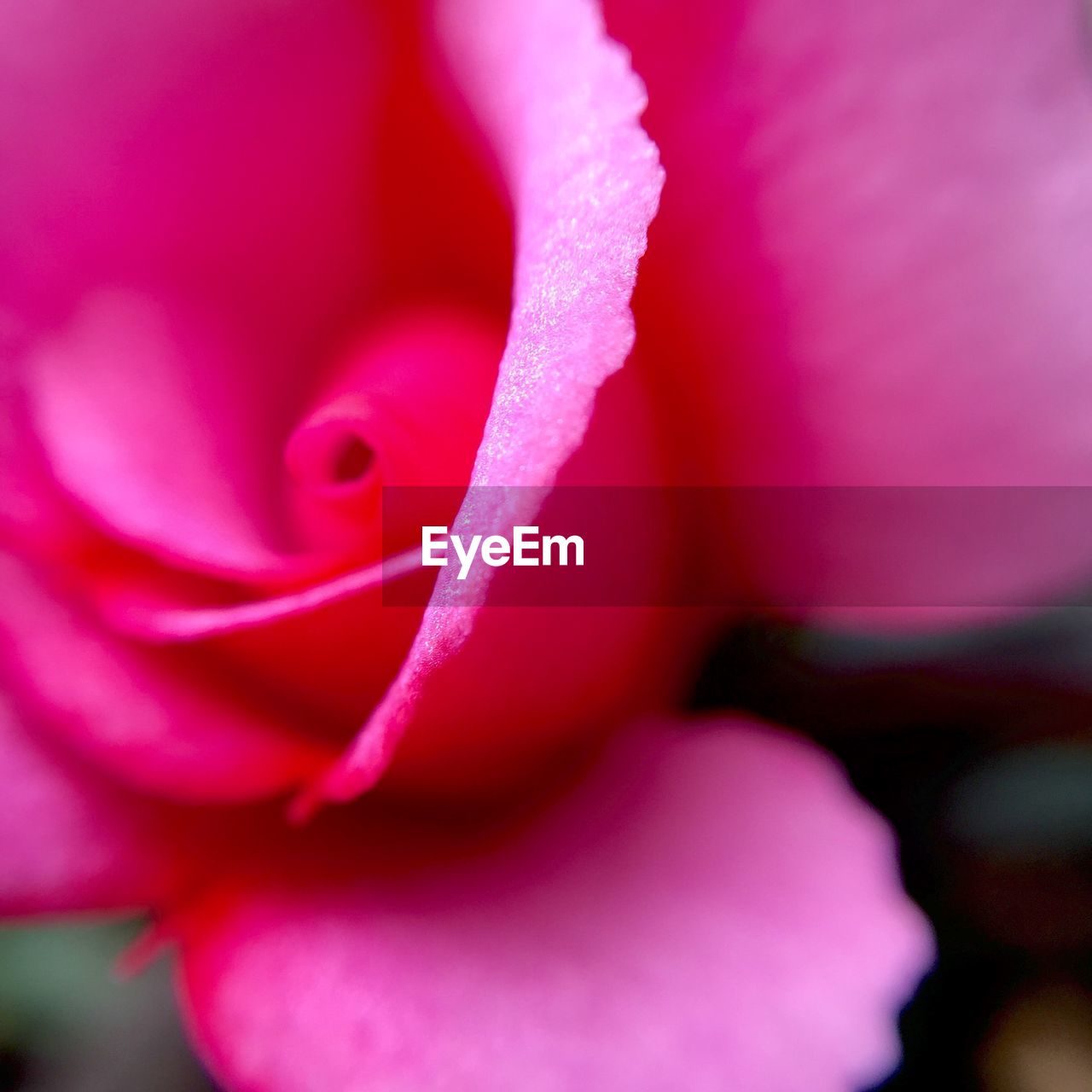 MACRO SHOT OF PINK ROSE BLOOMING OUTDOORS