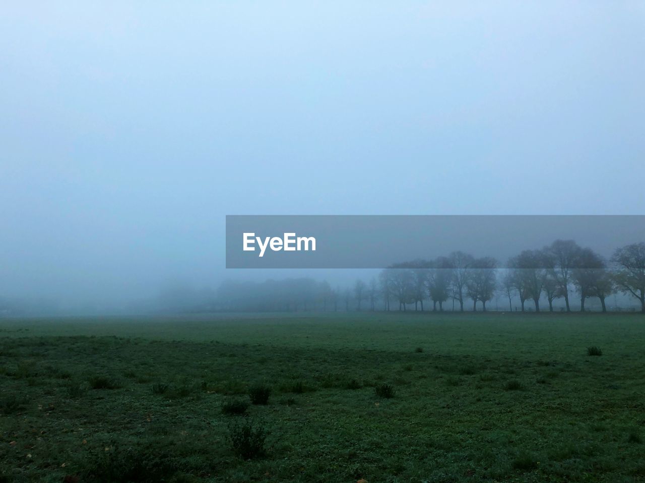 TREES ON FIELD AGAINST SKY