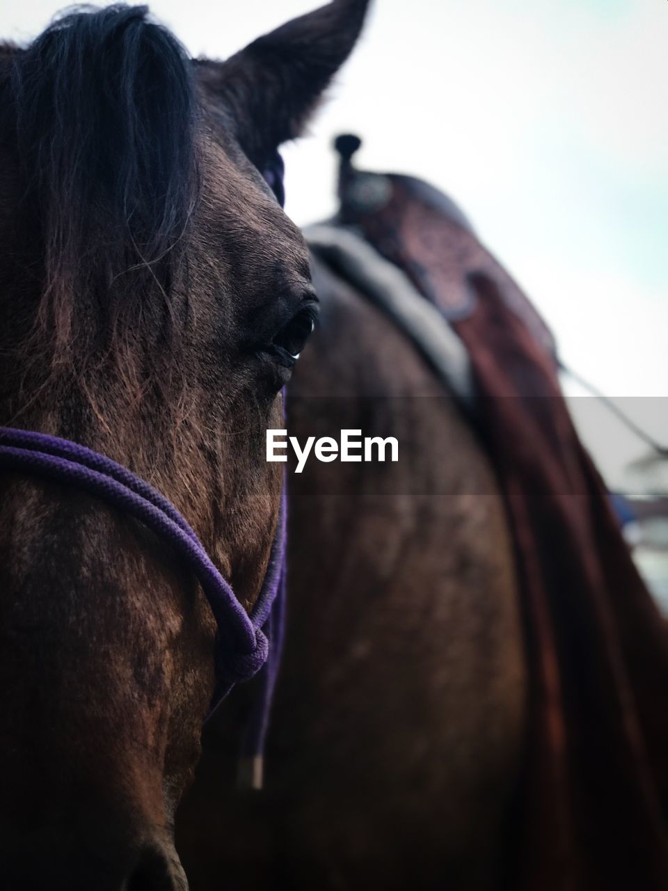 CLOSE-UP OF HORSE LOOKING AT RANCH