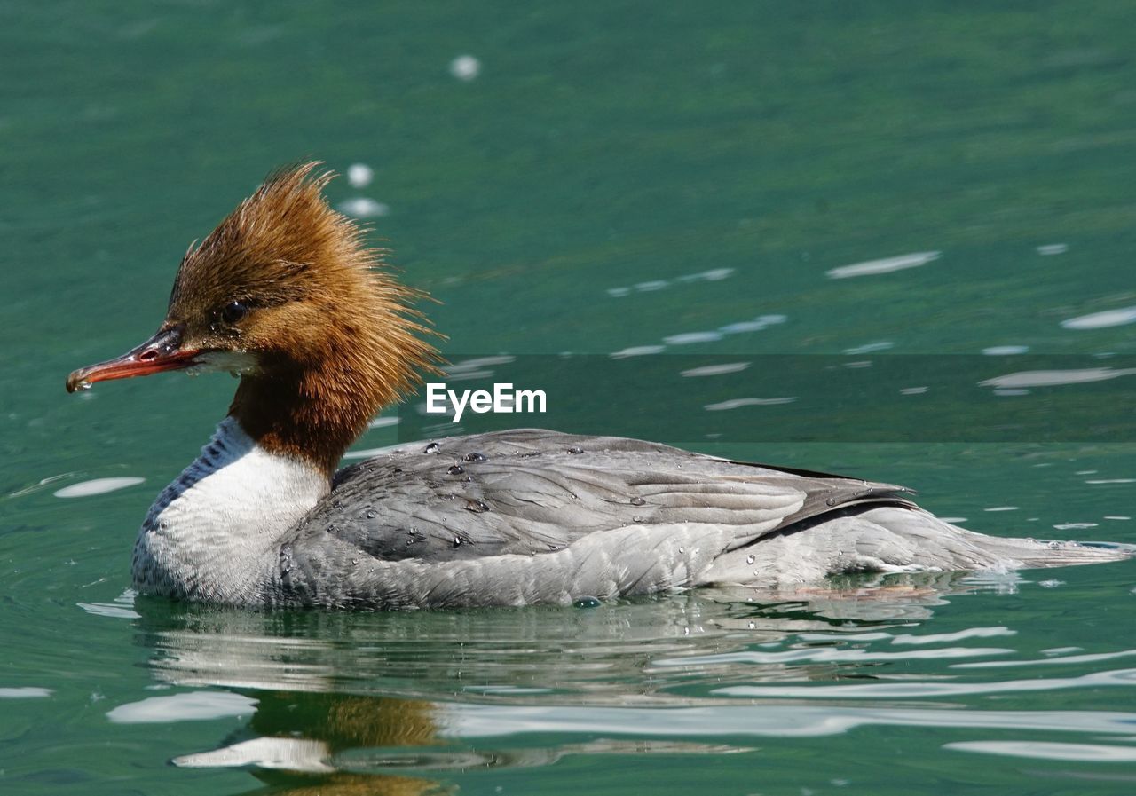 CLOSE-UP OF MALLARD DUCK SWIMMING IN LAKE