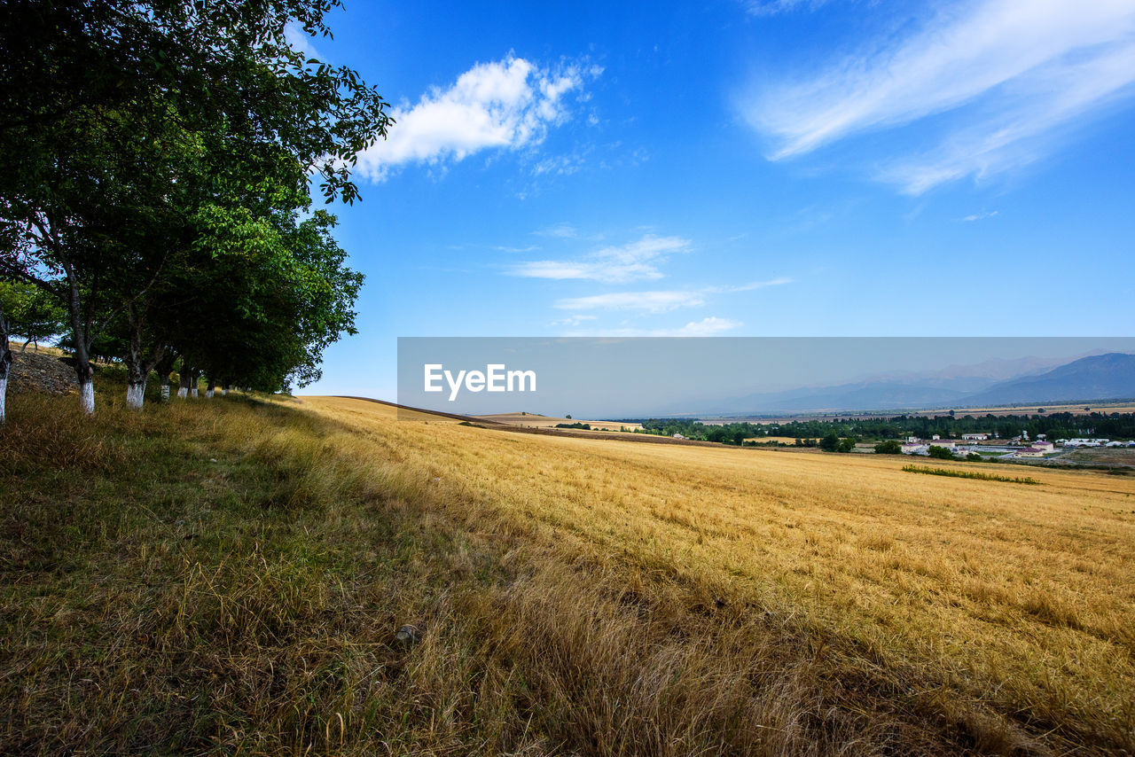 Scenic view of field against sky