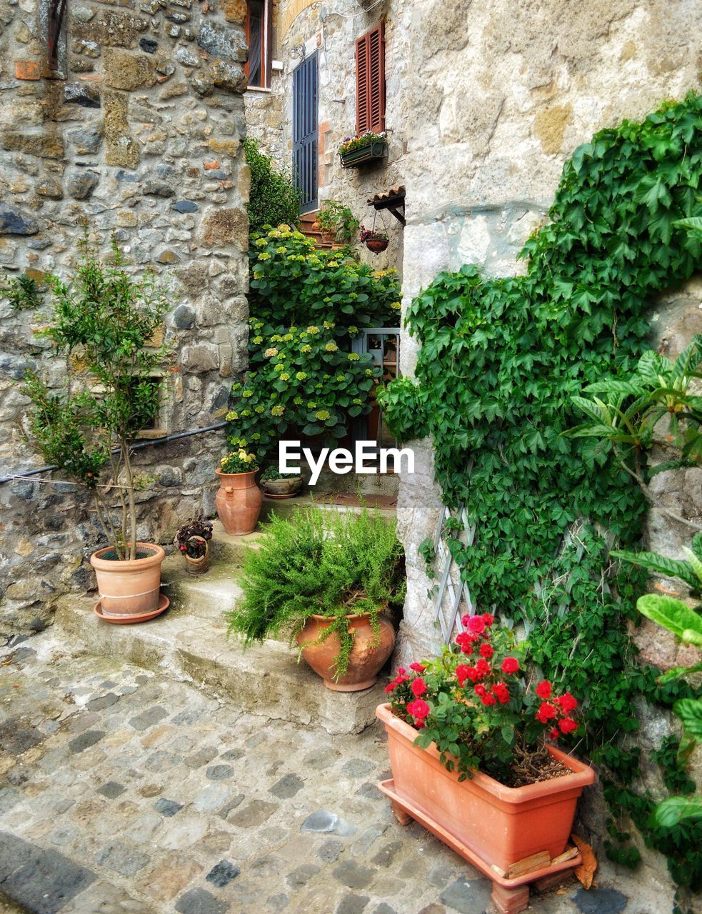 Potted plants against wall in yard