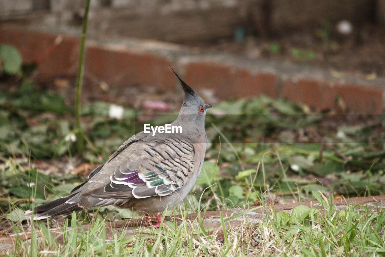 Close-up of bird