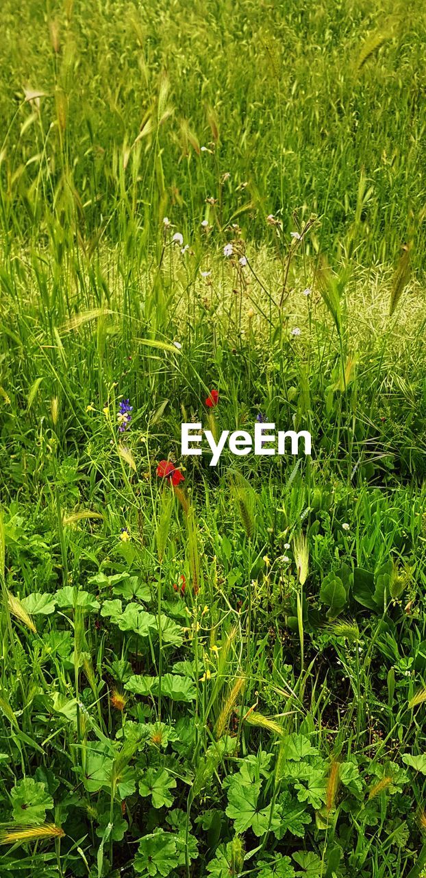 HIGH ANGLE VIEW OF FLOWERING PLANTS ON LAND