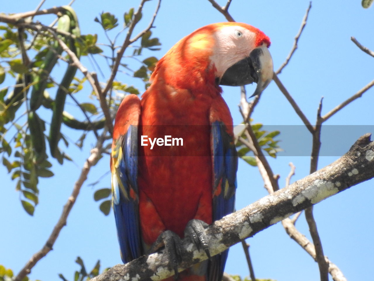 LOW ANGLE VIEW OF BIRD PERCHING ON BRANCH