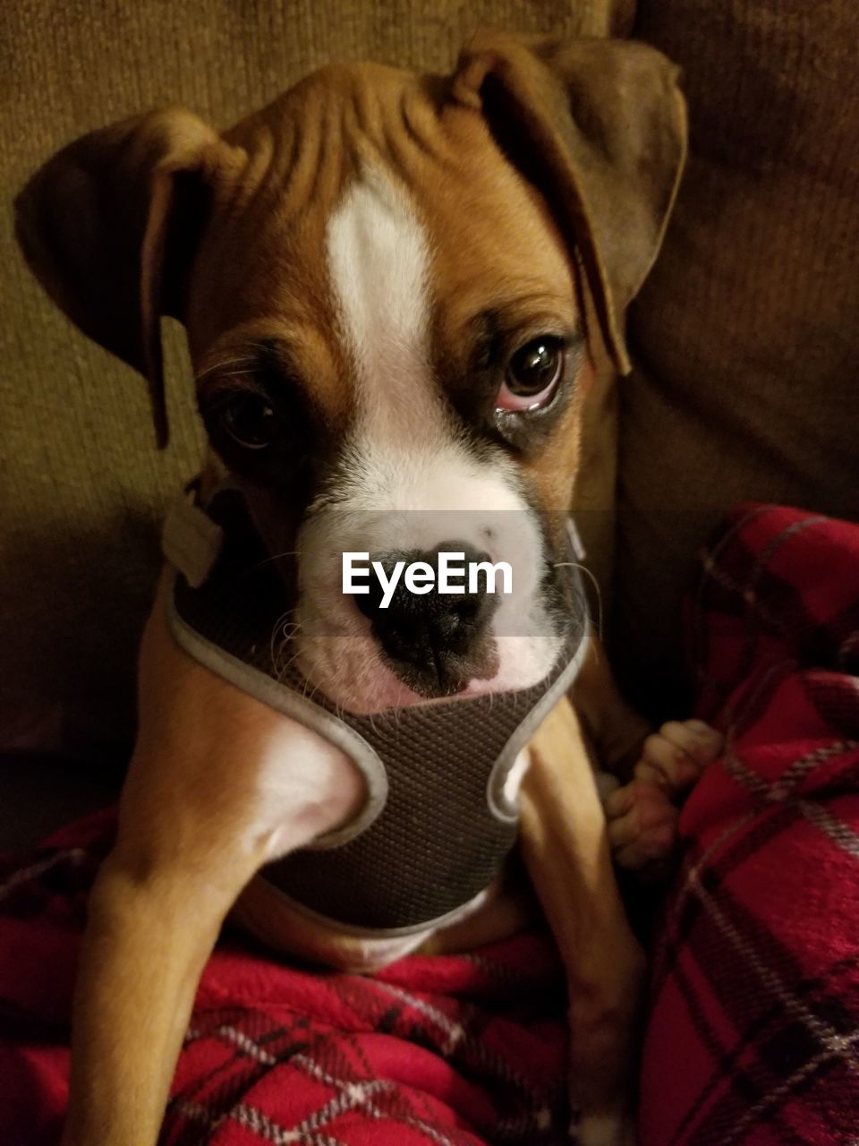 Close-up portrait of dog sitting at home