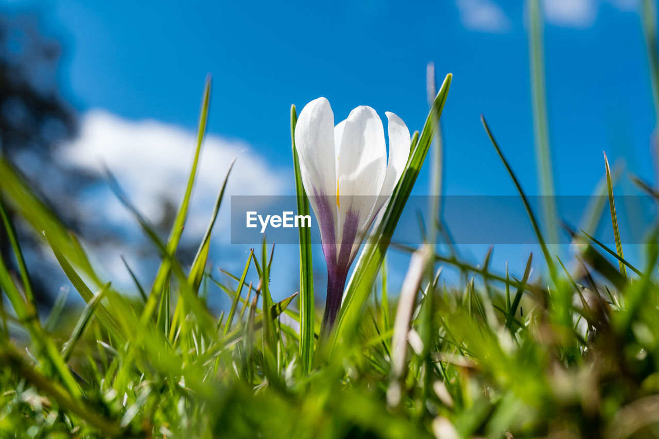 CLOSE-UP OF WHITE CROCUS FLOWERS GROWING ON FIELD