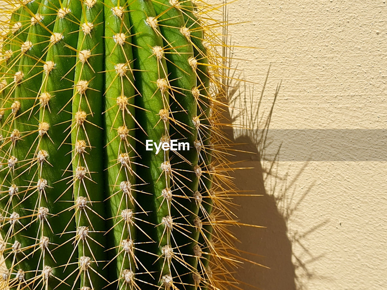 Close-up of cactus plant against wall