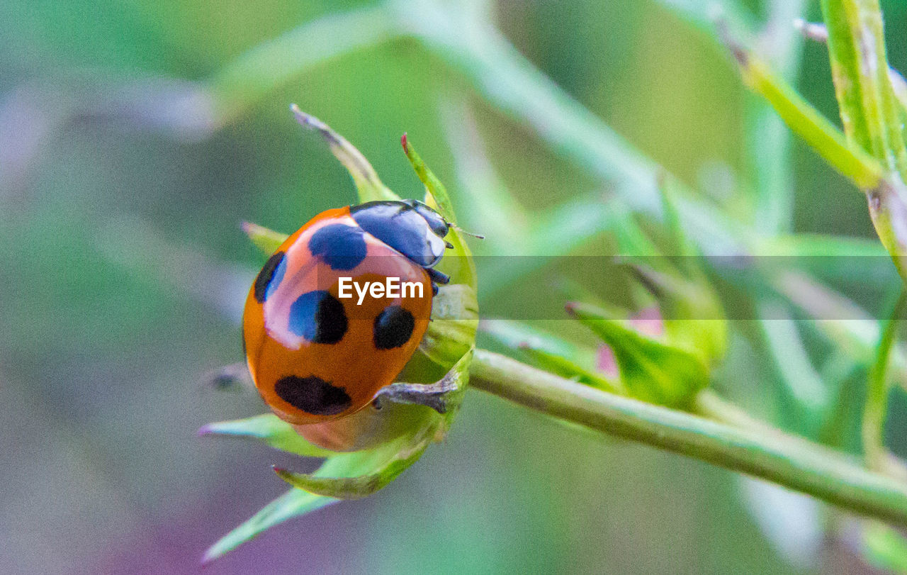 CLOSE-UP OF LADYBUG ON PLANT OUTDOORS