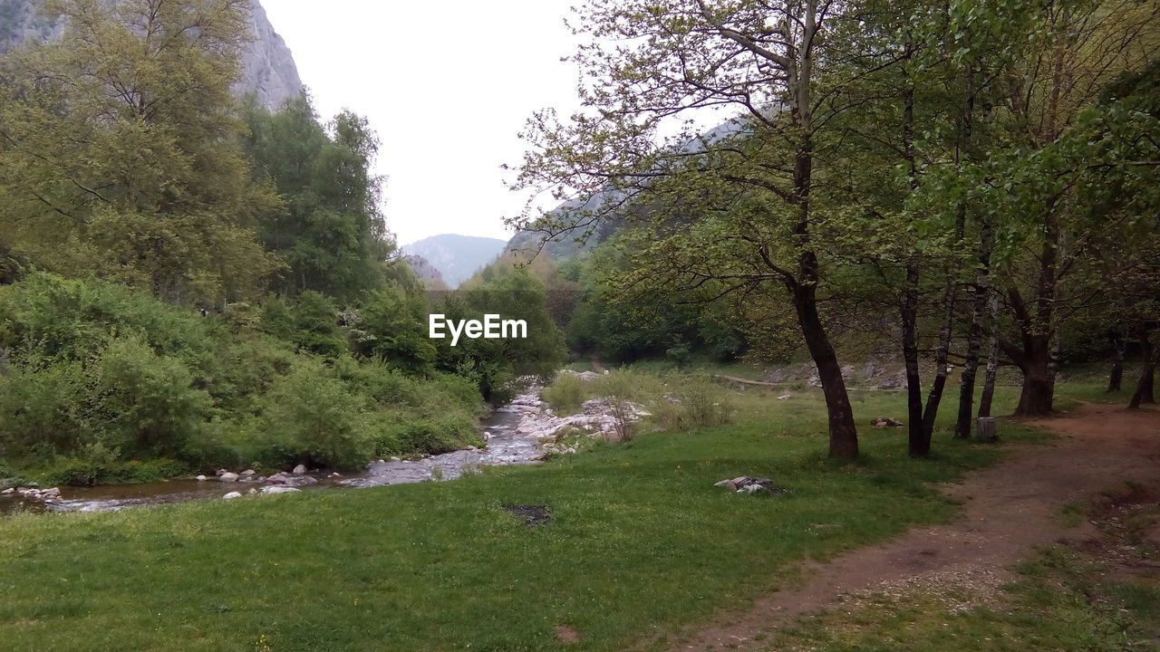 SCENIC VIEW OF TREES AND MOUNTAINS