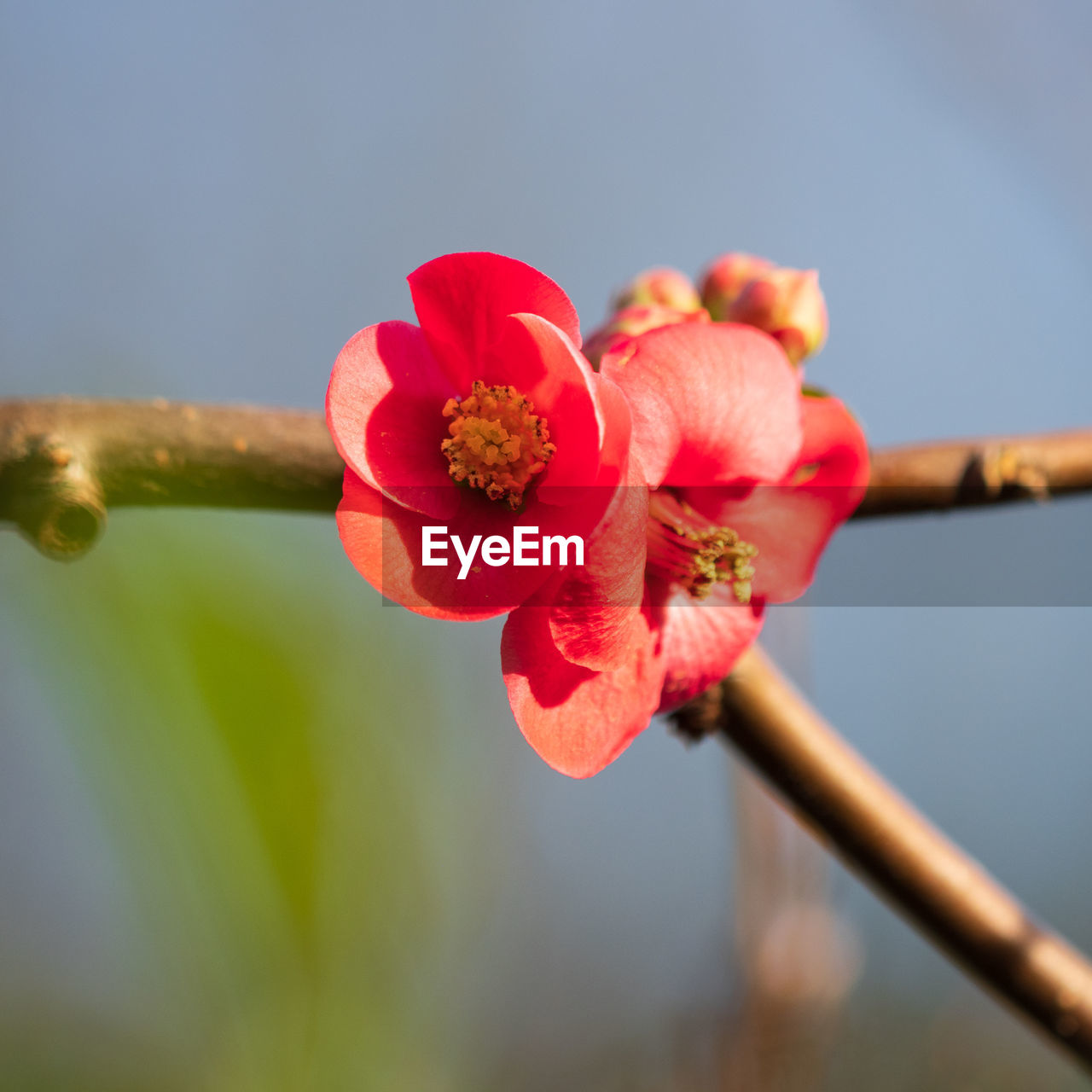 flower, plant, flowering plant, freshness, macro photography, beauty in nature, blossom, close-up, fragility, nature, red, plant stem, flower head, yellow, inflorescence, petal, springtime, growth, focus on foreground, no people, outdoors, pollen, pink, bud, tree, leaf, branch, day, stamen, botany, produce, fruit