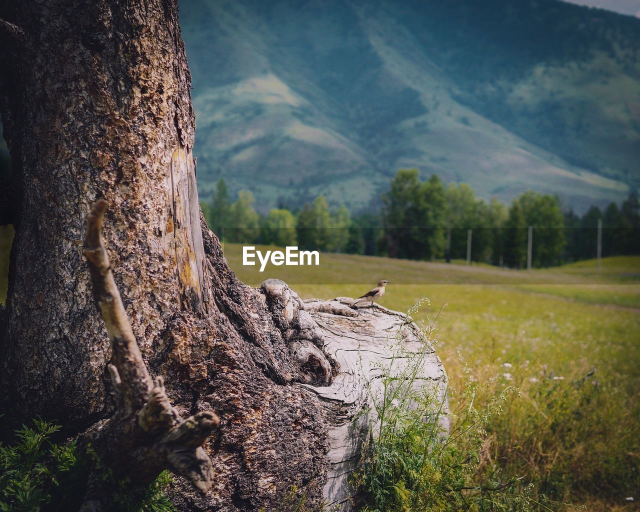 Dead tree on field