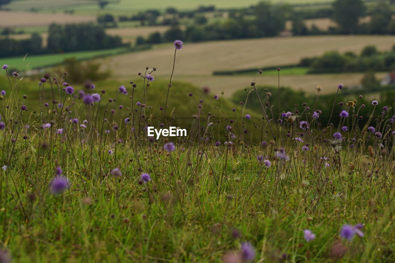 Purple flowering plants on field