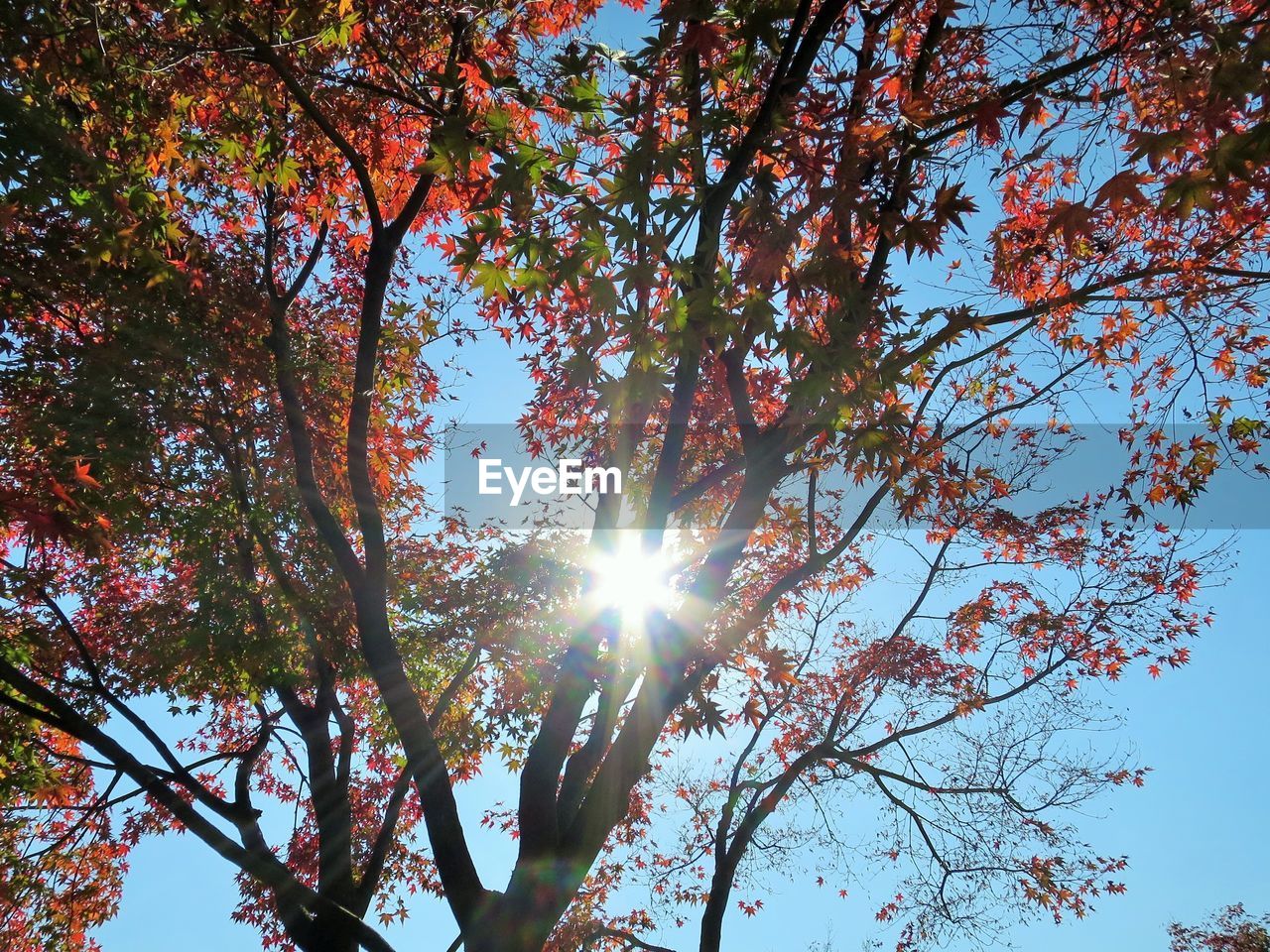 LOW ANGLE VIEW OF TREE AGAINST SKY