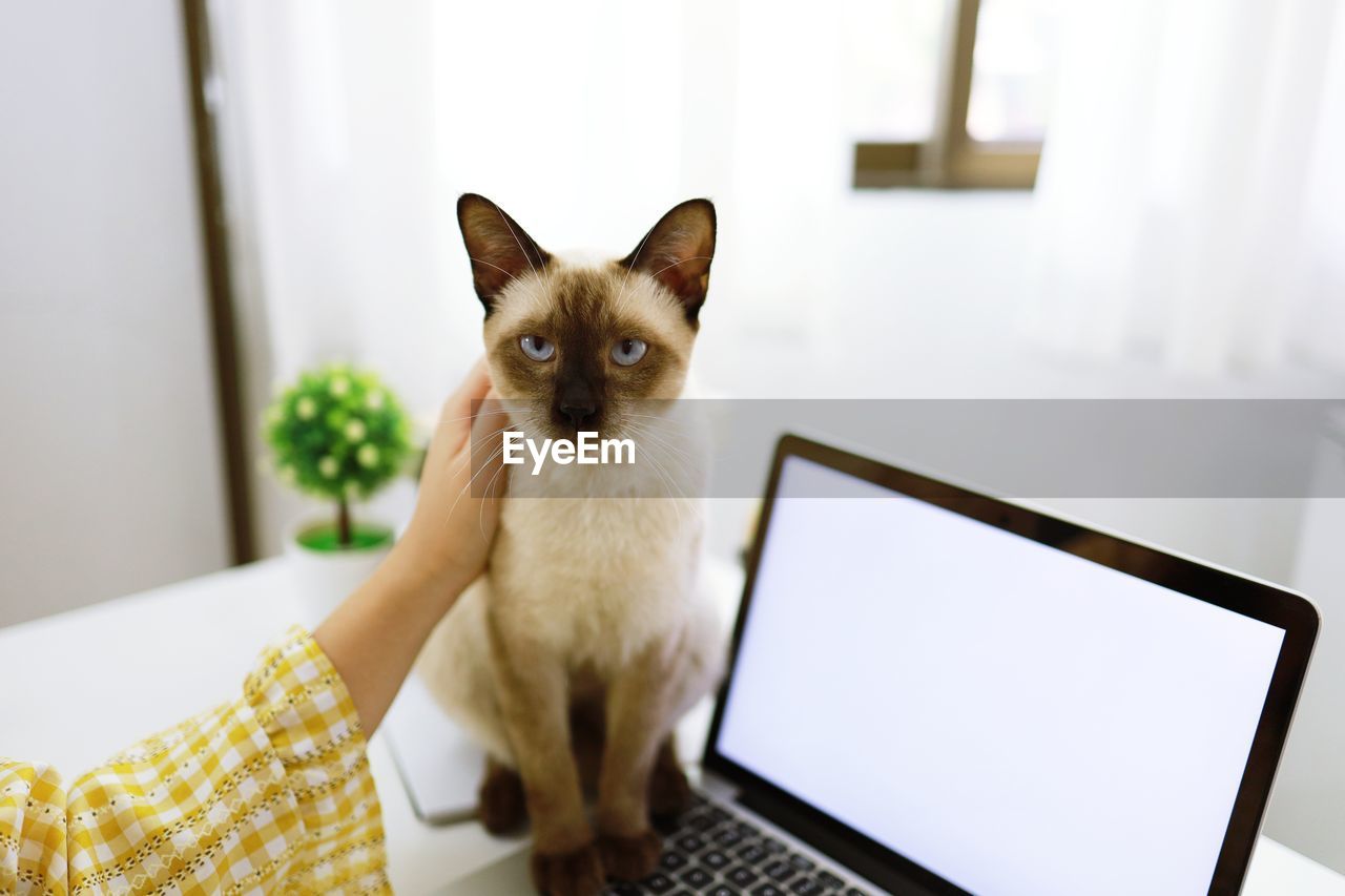 CAT LOOKING AWAY WHILE STANDING IN A LAPTOP