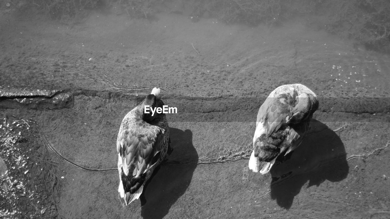 HIGH ANGLE VIEW OF DUCKS IN LAKE