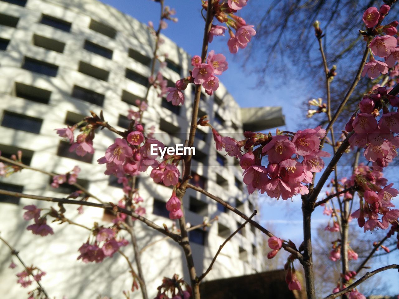 CLOSE-UP OF FLOWER TREE