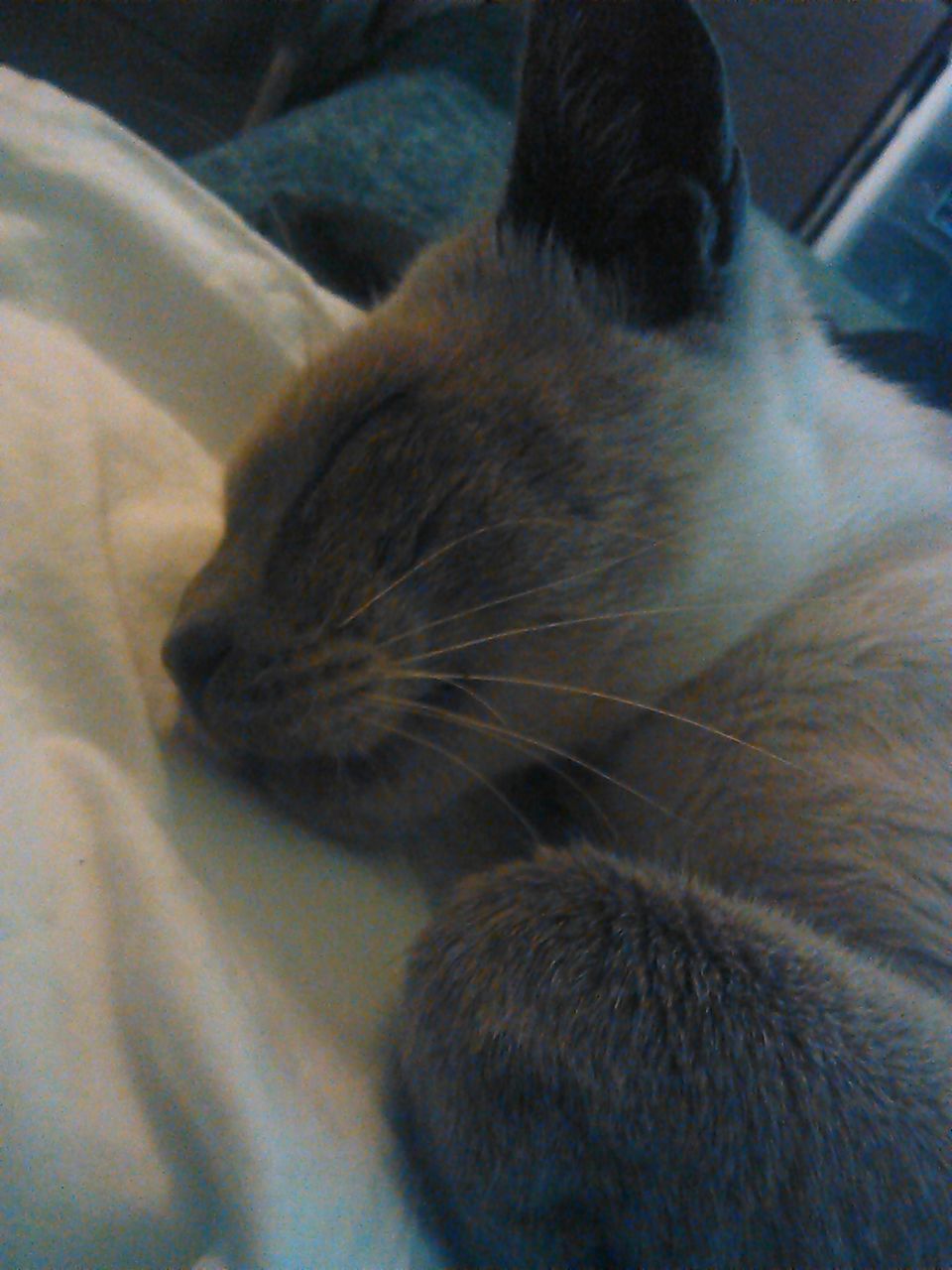 CLOSE-UP OF CAT SLEEPING ON BED