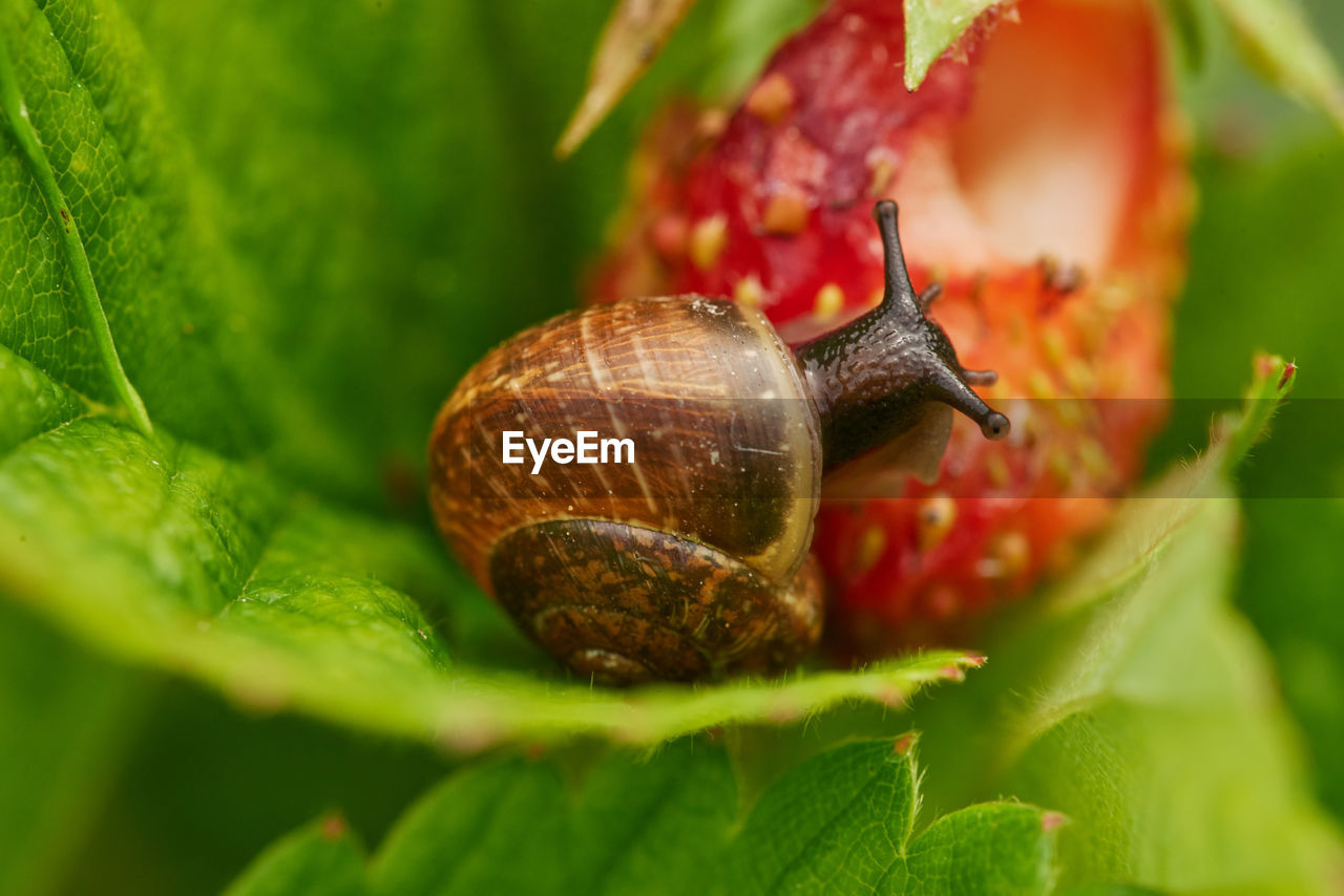 CLOSE-UP OF SNAILS ON LEAF